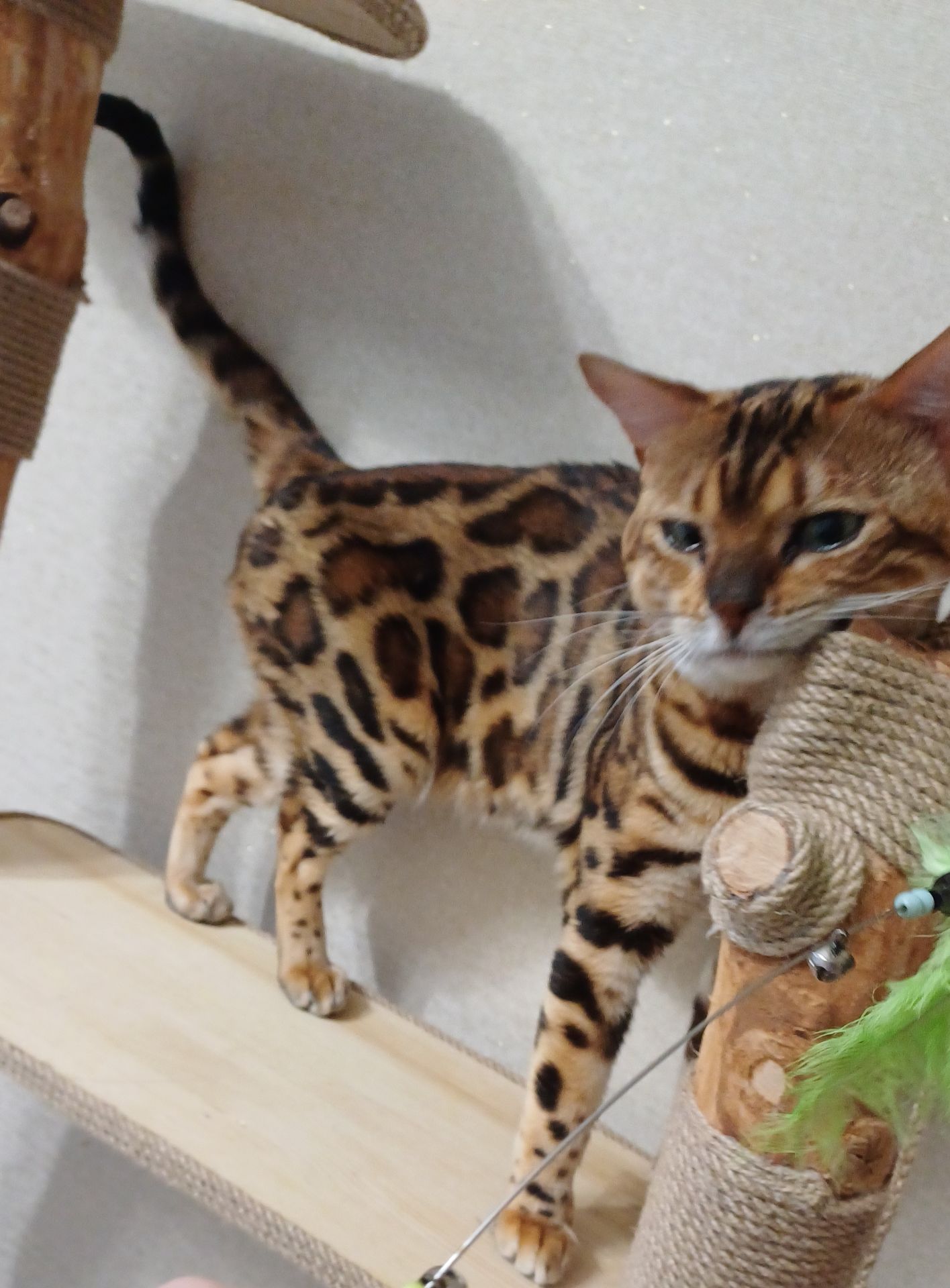 Бенгальський кіт