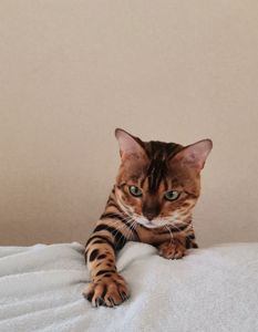 Бенгальський кіт