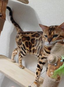 Бенгальський кіт