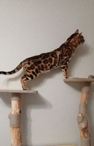 Бенгальський кіт