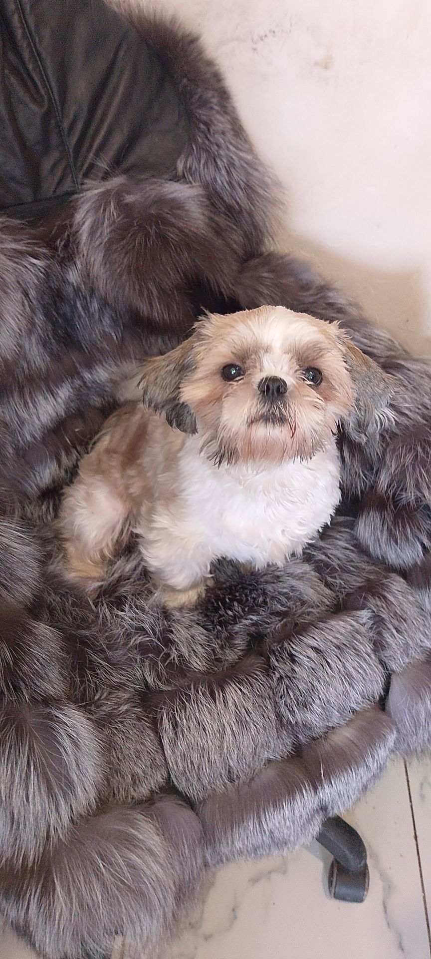 Доросла дівчинка