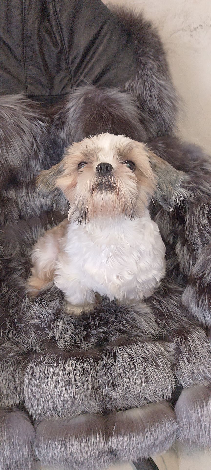 Доросла дівчинка