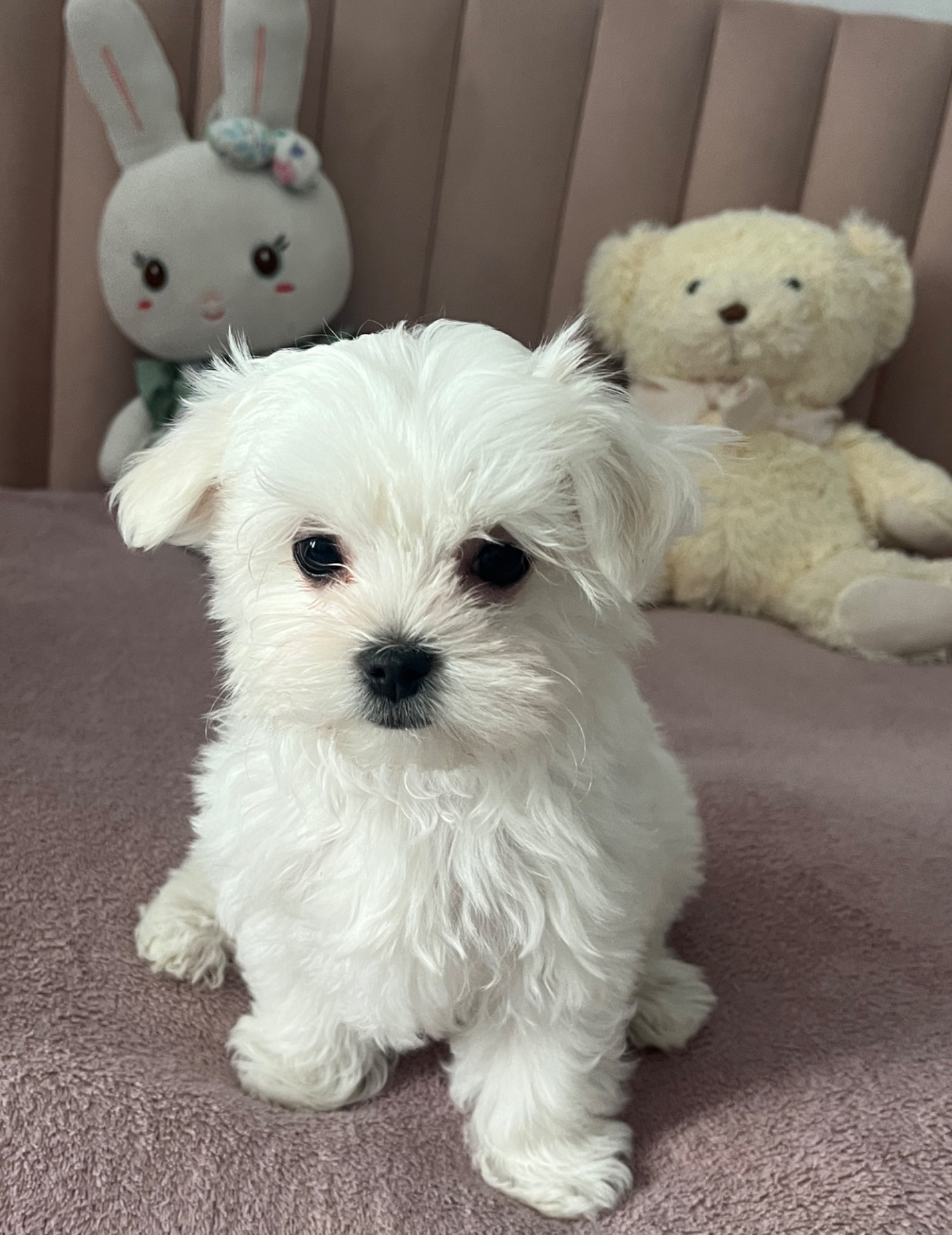 Цуценя мальтійська болонка міні