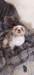 Доросла дівчинка