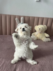 Цуценя мальтійська болонка міні