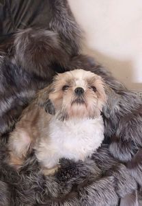 Доросла дівчинка