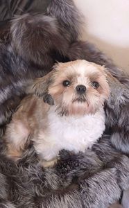 Доросла дівчинка