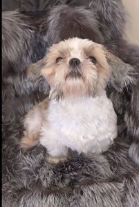 Доросла дівчинка