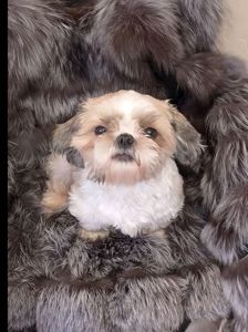 Доросла дівчинка