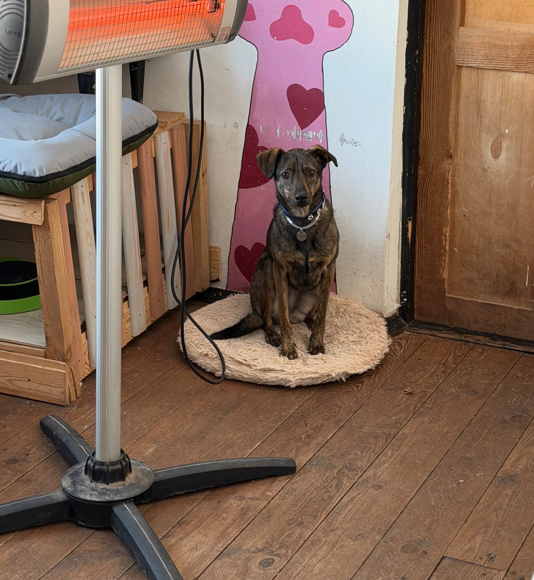 Особлива собака з Чорнобаївки