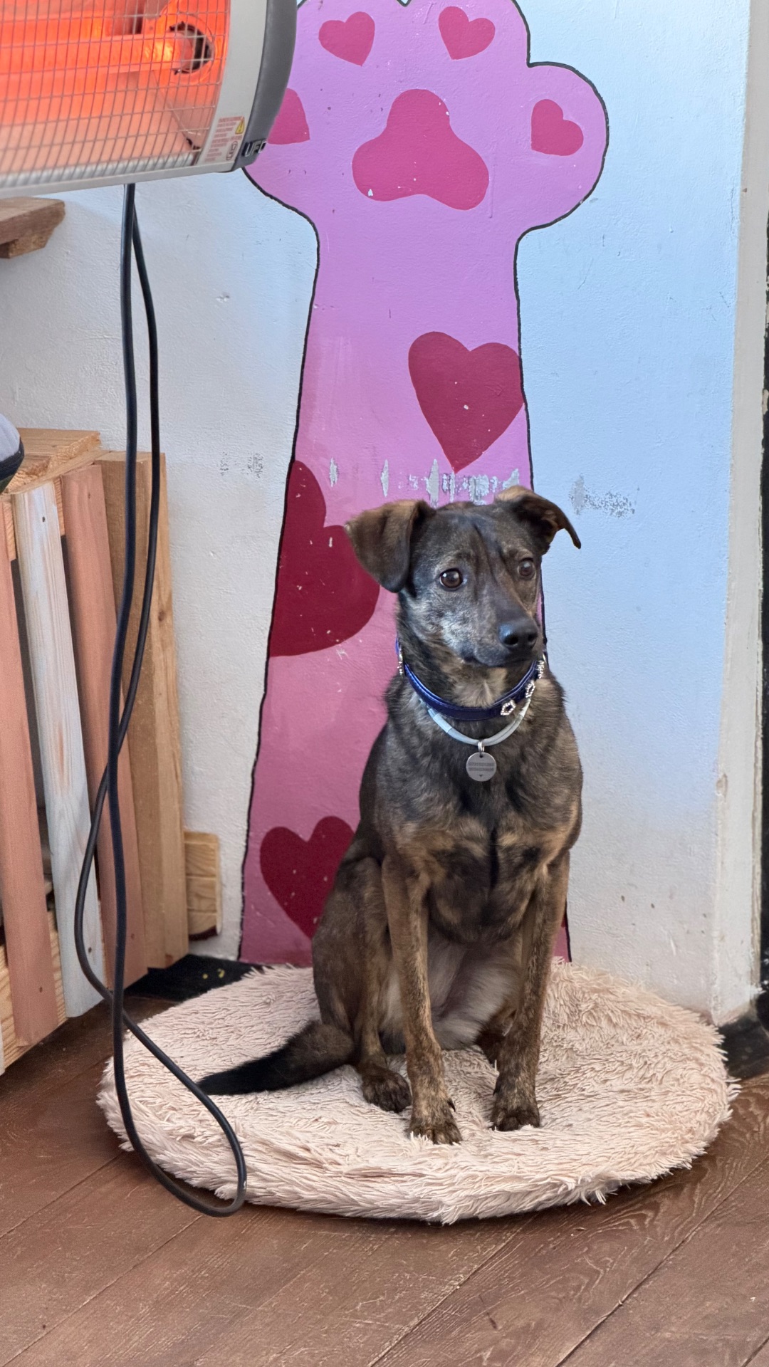 Особлива собака з Чорнобаївки