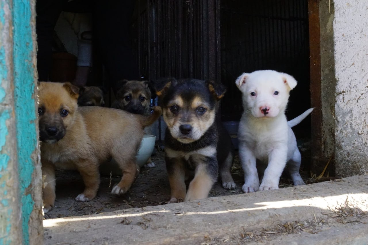 Цуценя 2 місяці безкоштовно