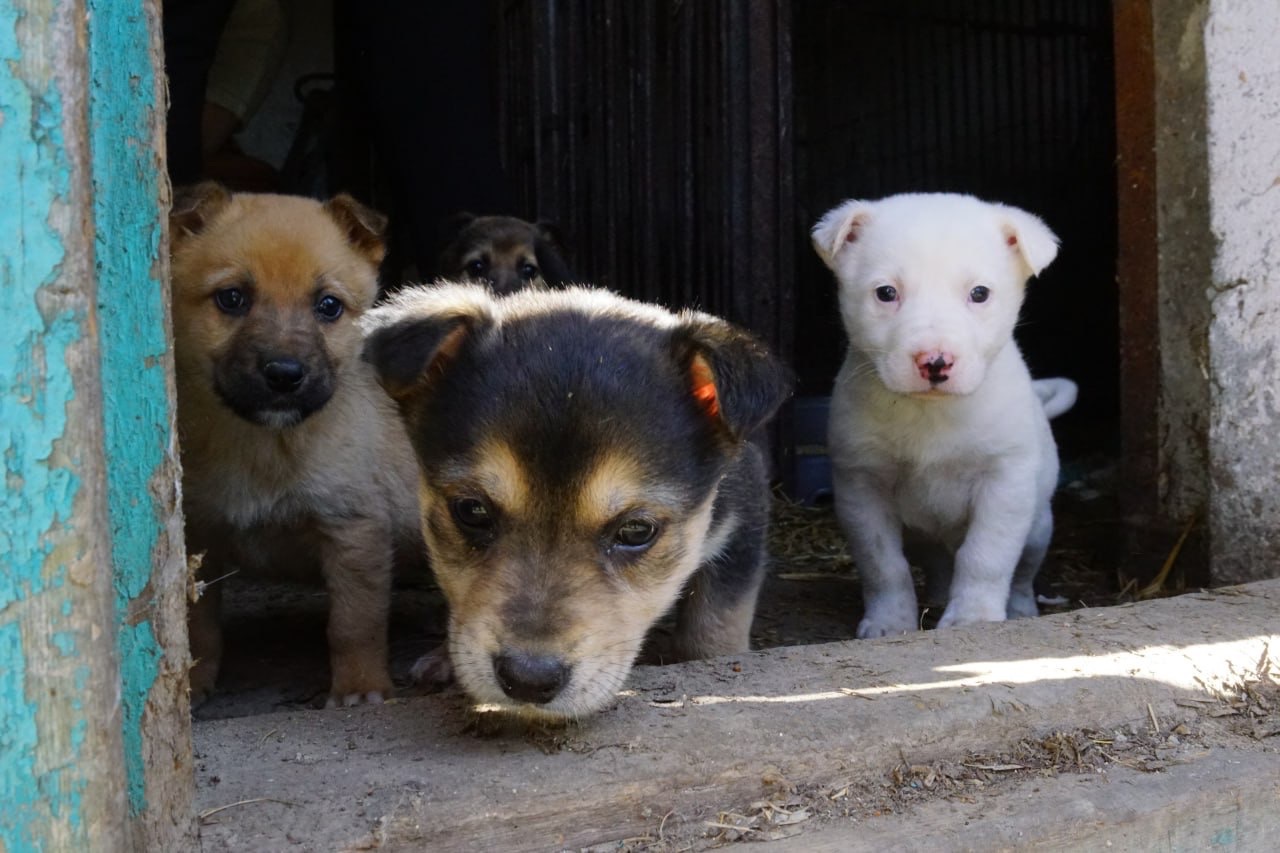 Цуценя 2 місяці безкоштовно