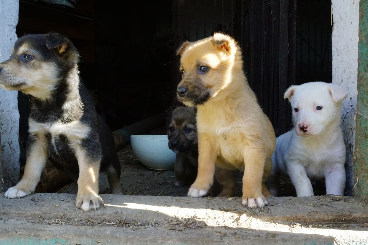 Цуценя 2 місяці безкоштовно