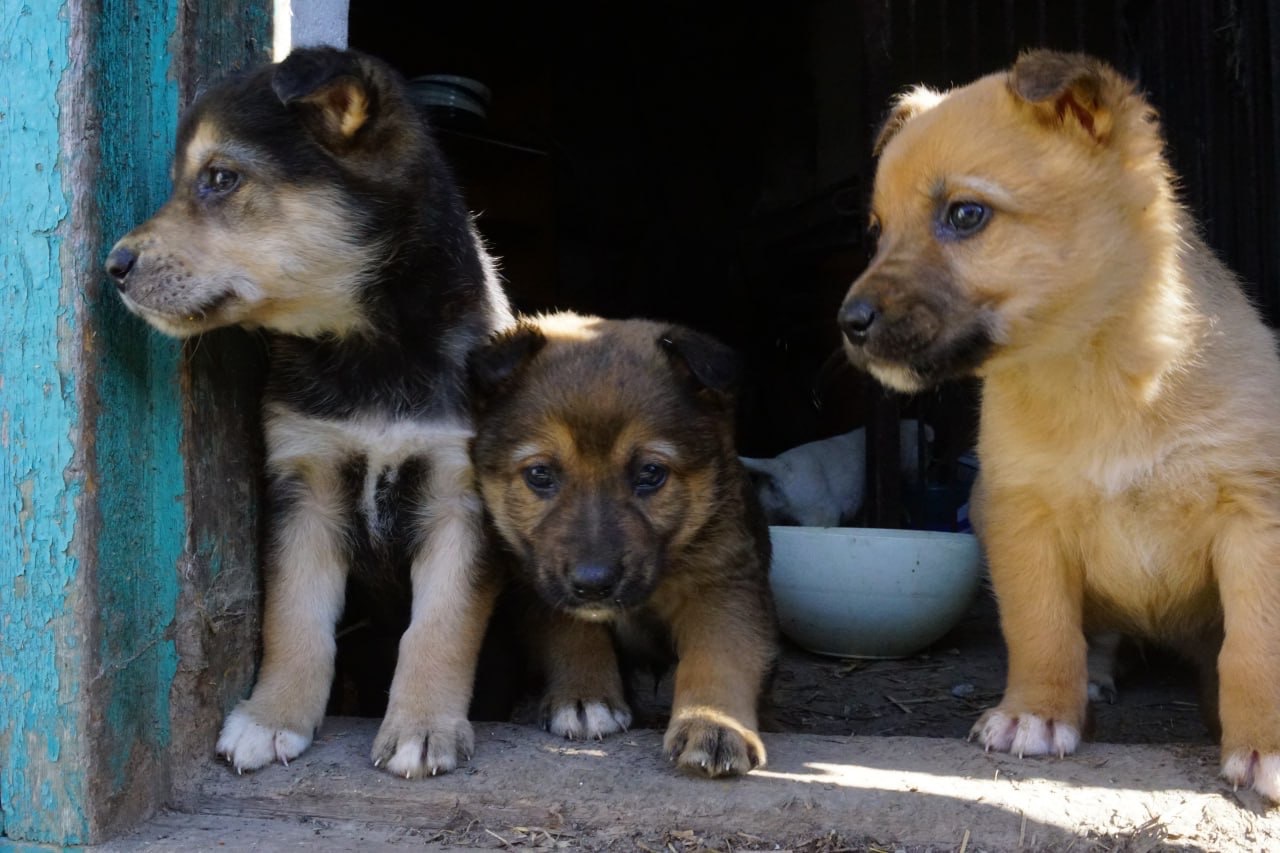 Цуценя 2 місяці безкоштовно