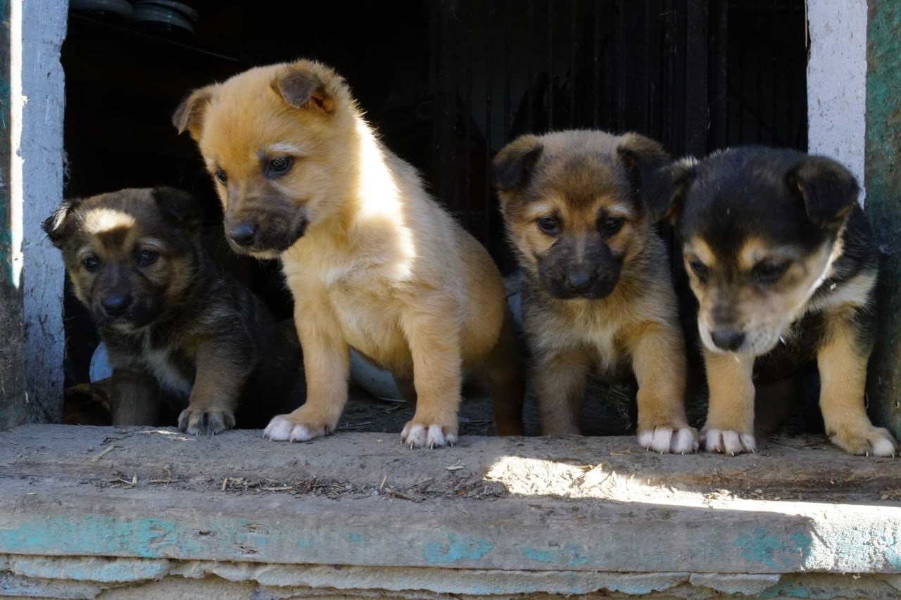 Цуценя 2 місяці безкоштовно
