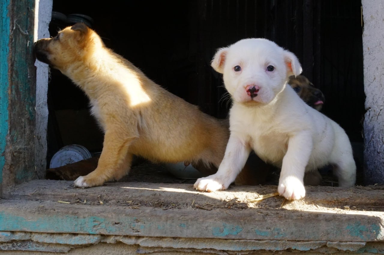 Цуценя 2 місяці безкоштовно