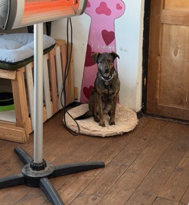 Особлива собака з Чорнобаївки