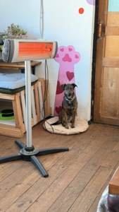 Особлива собака з Чорнобаївки