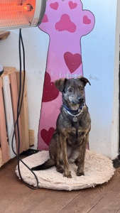 Особлива собака з Чорнобаївки