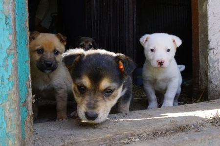 Цуценя 2 місяці безкоштовно