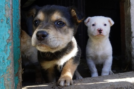 Цуценя 2 місяці безкоштовно