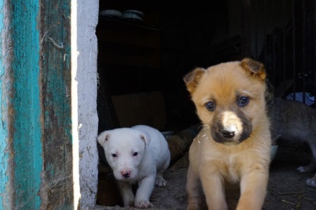 Цуценя 2 місяці безкоштовно