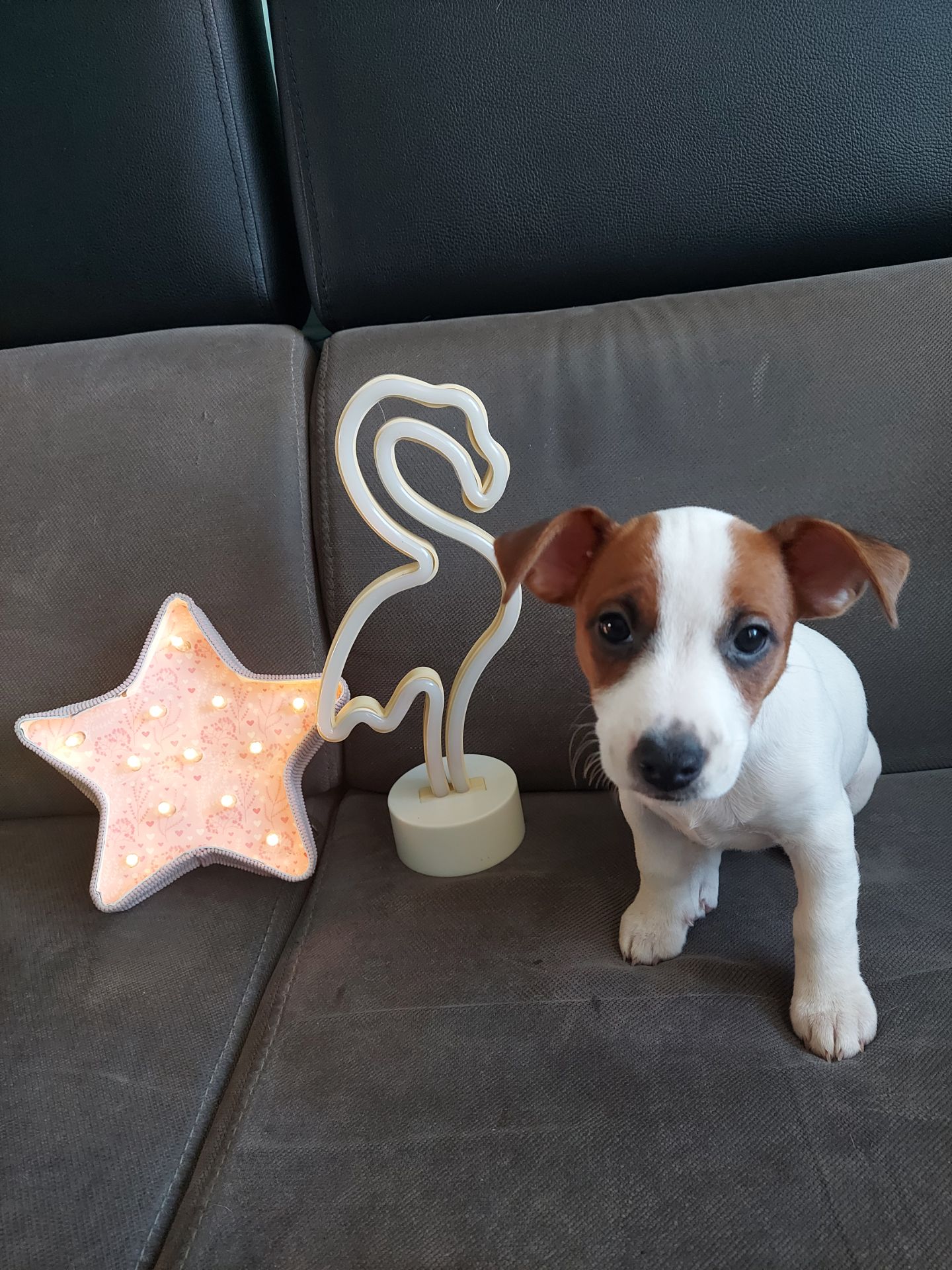 Цуценята Джек рассел тер'єр