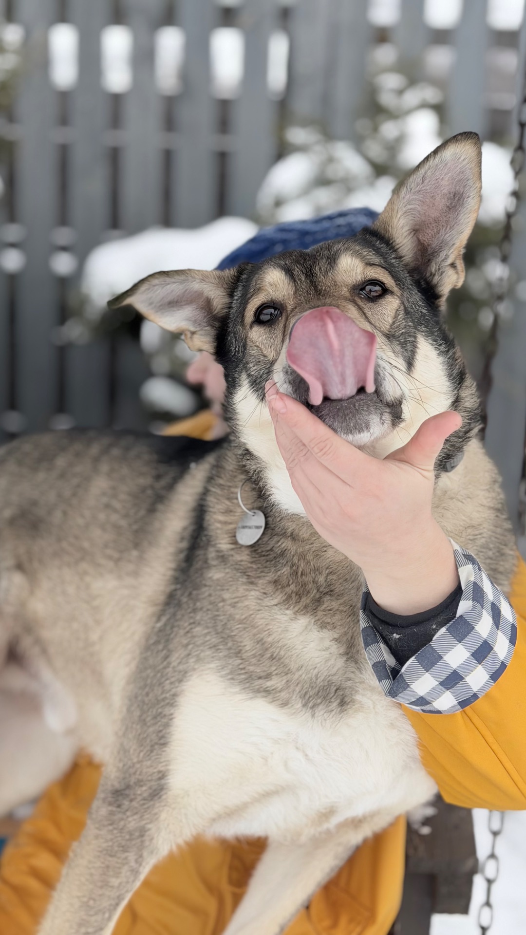 Собака великої породи кобель