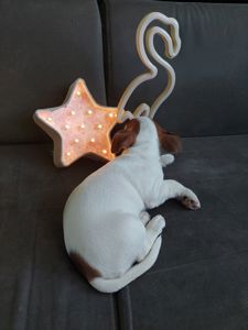 Цуценята Джек рассел тер'єр