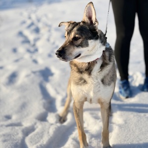 Собака великої породи кобель