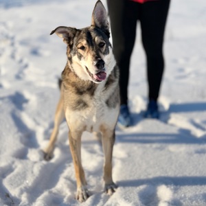 Собака великої породи кобель