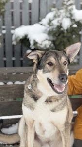 Собака великої породи кобель