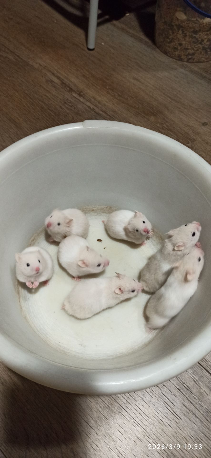 Сирійські хом'ячки безкоштовно