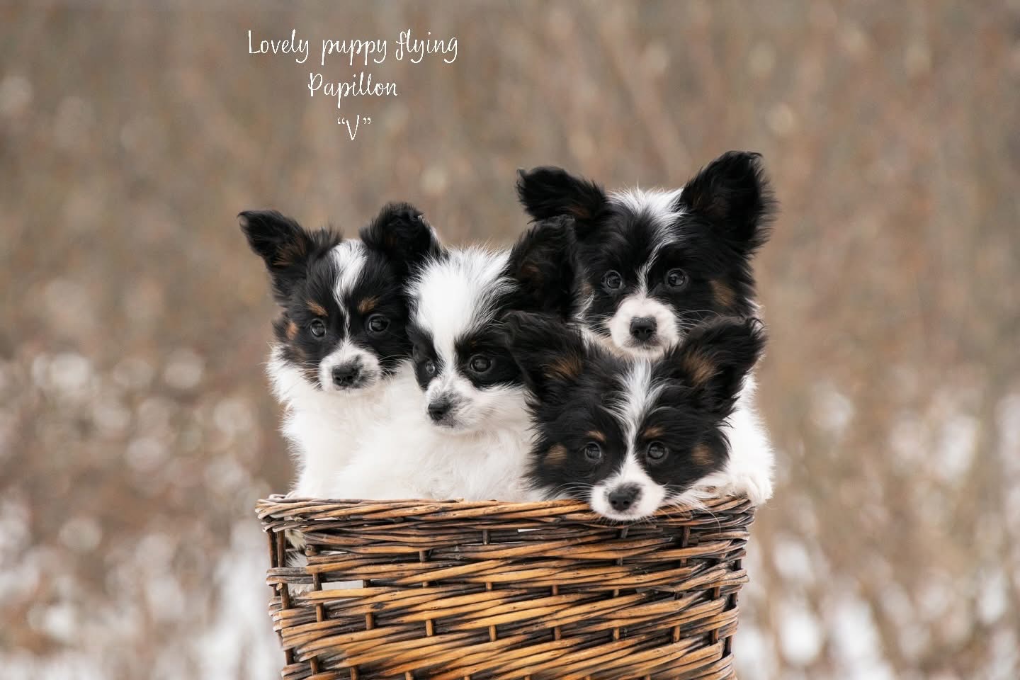 Цуценята Папійон