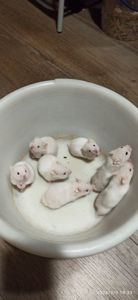 Сирійські хом'ячки безкоштовно