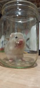 Сирійські хом'ячки безкоштовно