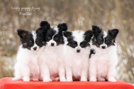 Цуценята Папійон