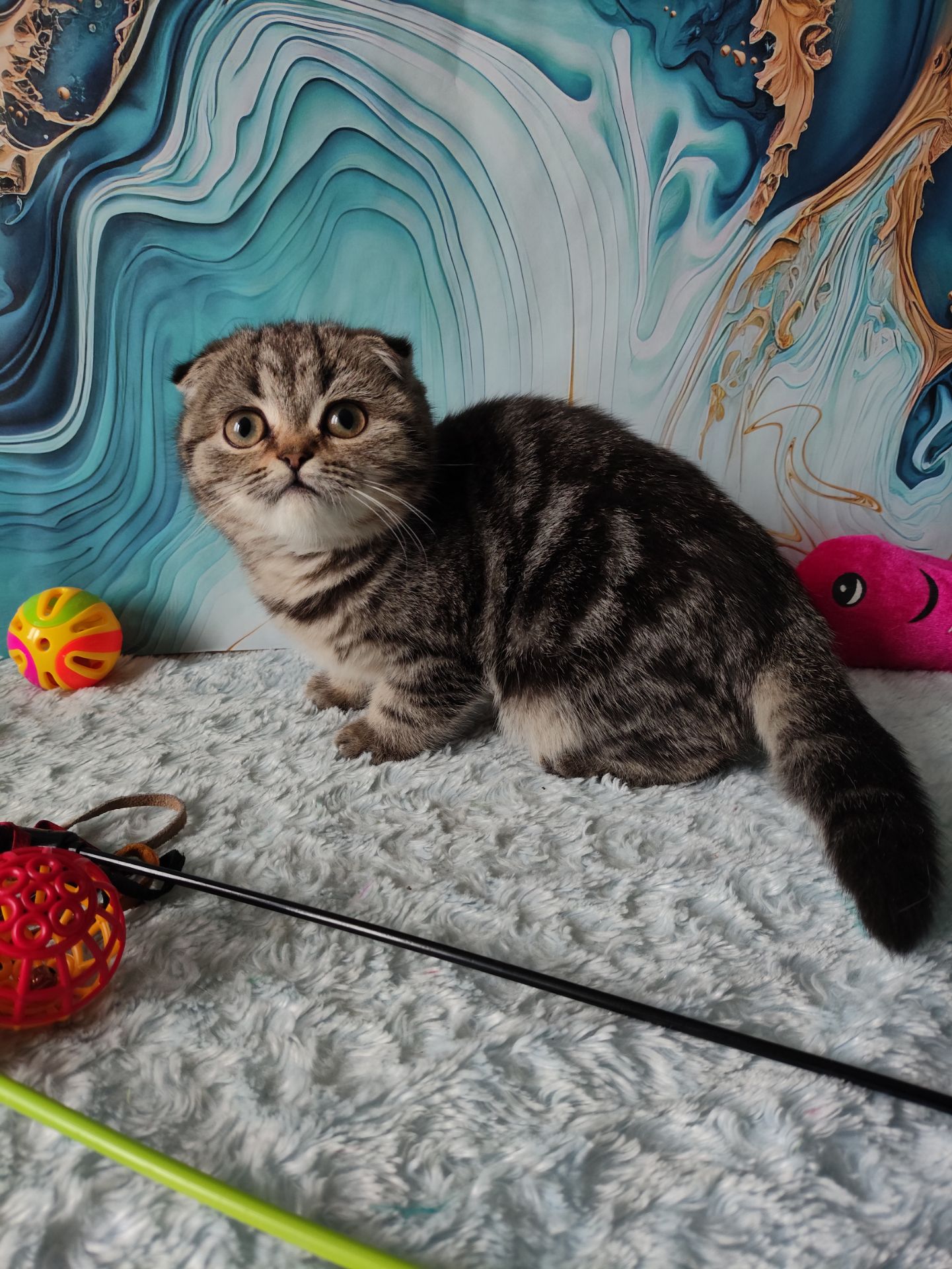 Шотландська висловуха дівчинка мармурове забарвлення