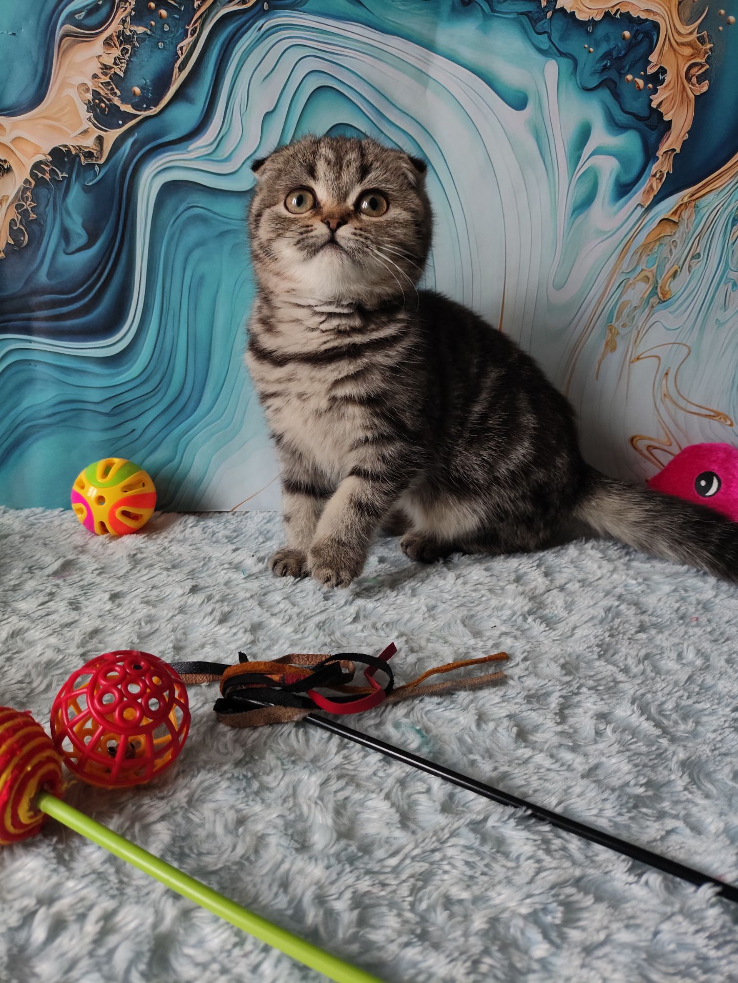 Шотландська висловуха дівчинка мармурове забарвлення