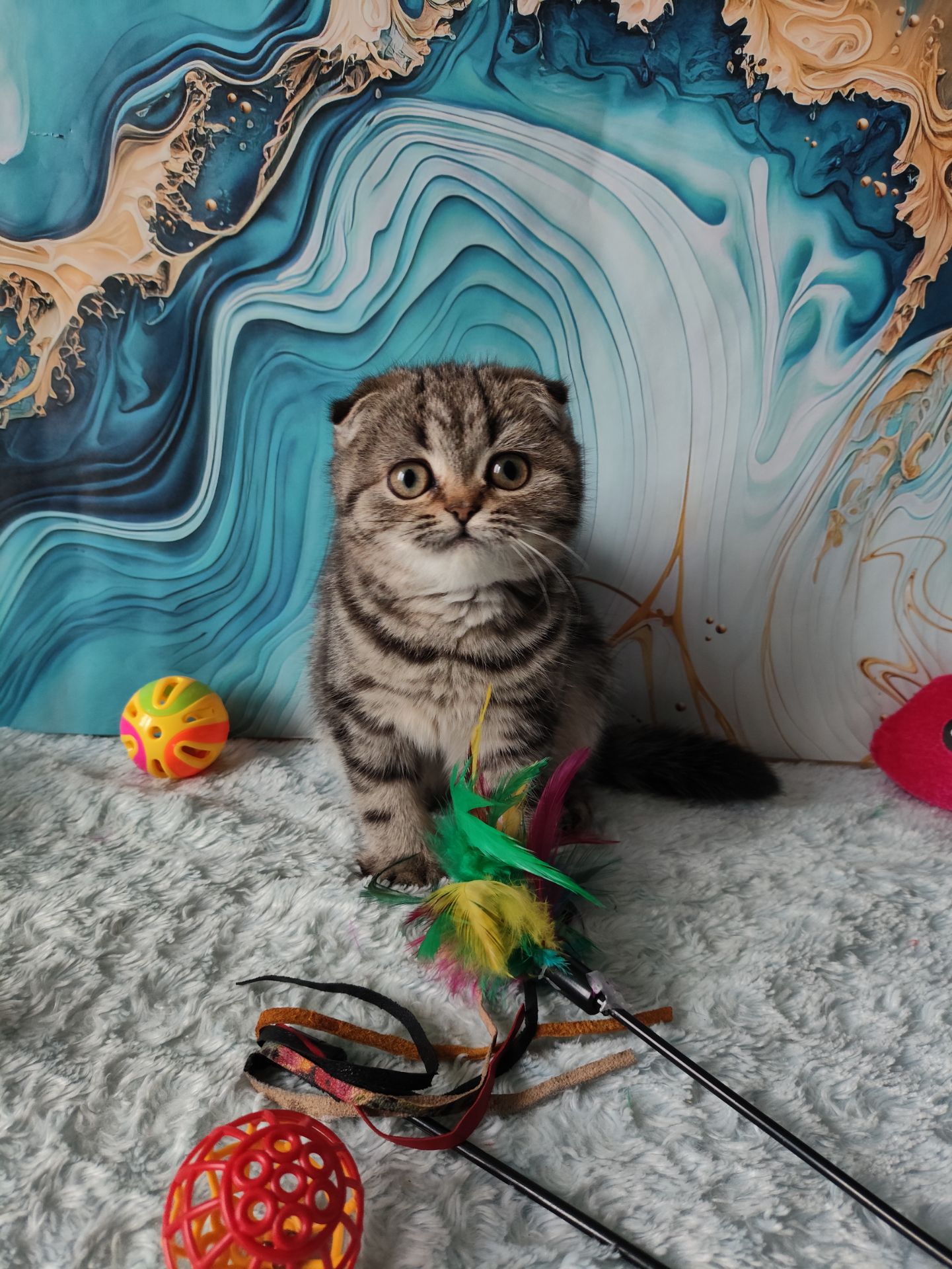 Шотландська висловуха дівчинка мармурове забарвлення