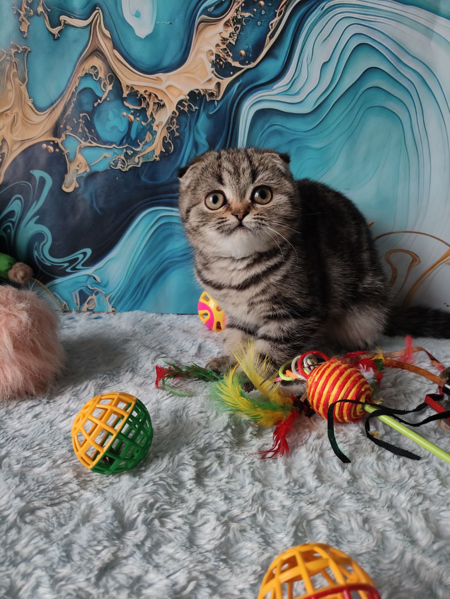 Шотландська висловуха дівчинка мармурове забарвлення