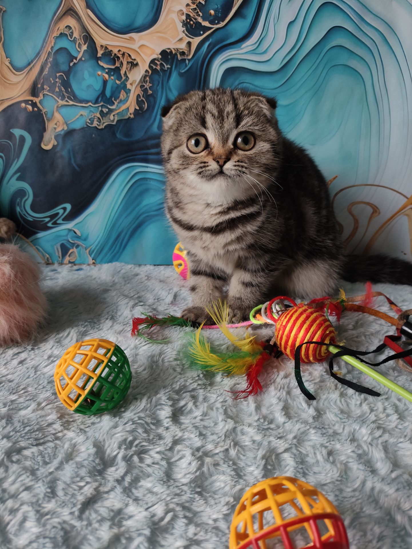 Шотландська висловуха дівчинка мармурове забарвлення