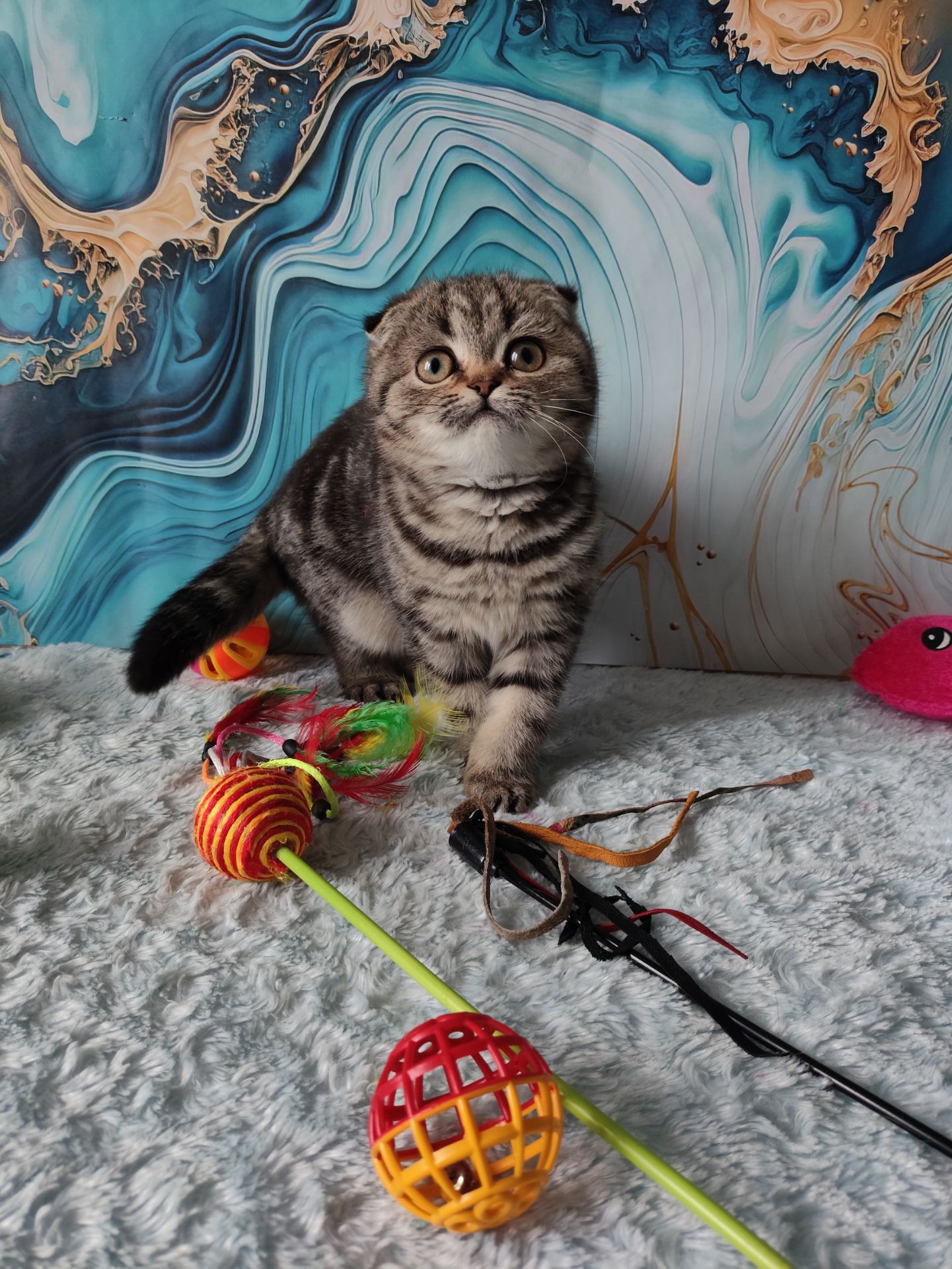 Шотландська висловуха дівчинка мармурове забарвлення