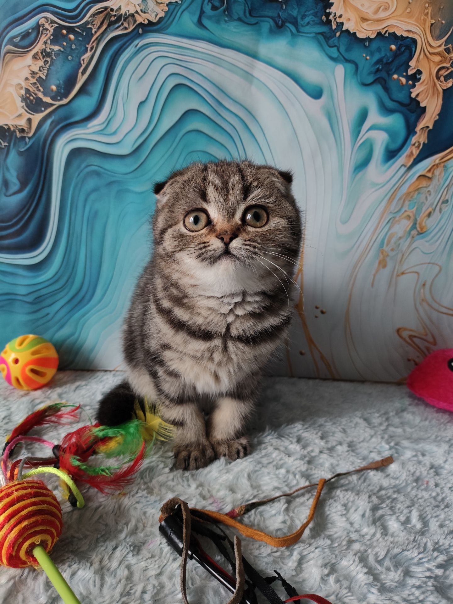 Шотландська висловуха дівчинка мармурове забарвлення