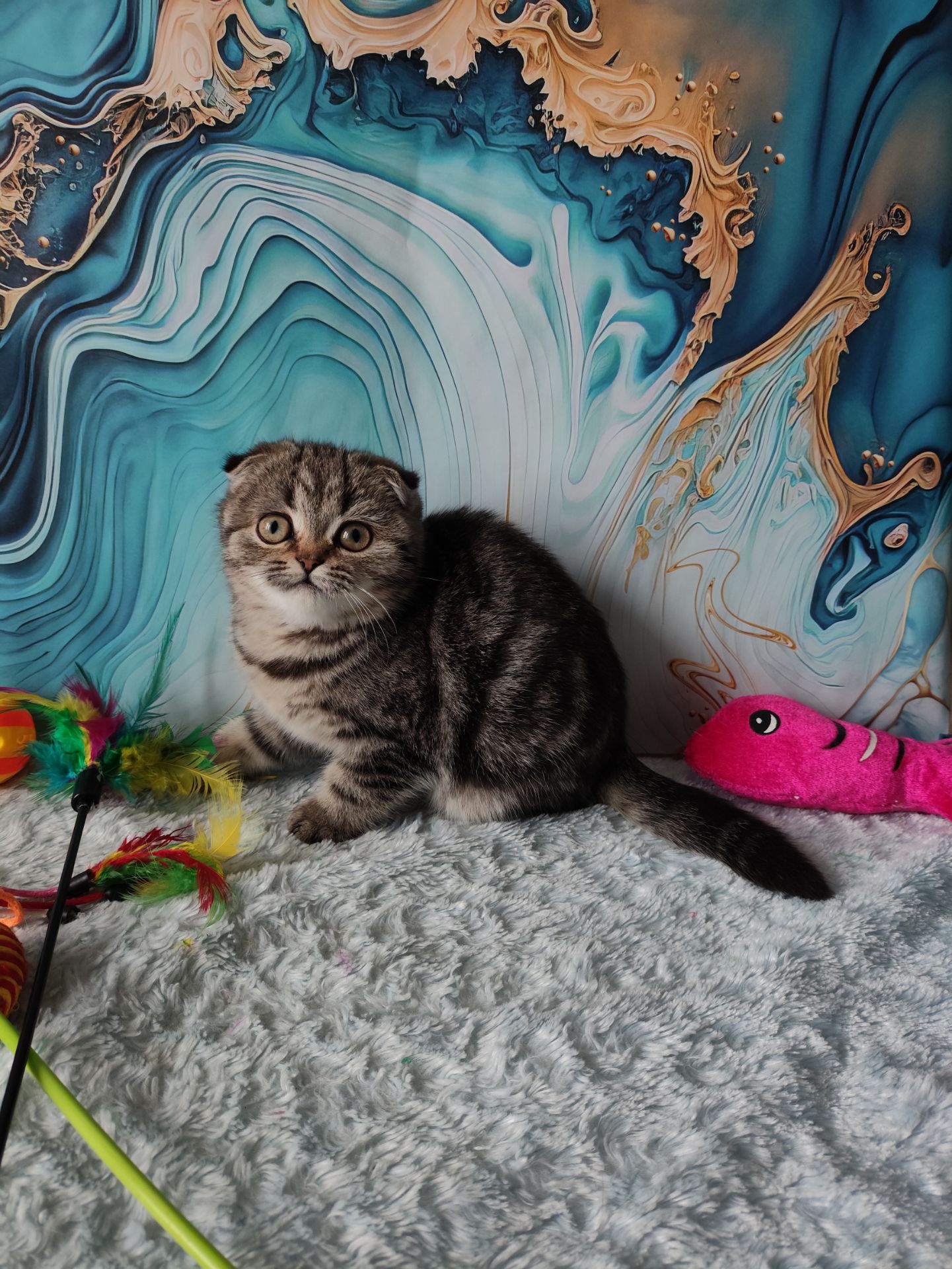 Шотландська висловуха дівчинка мармурове забарвлення