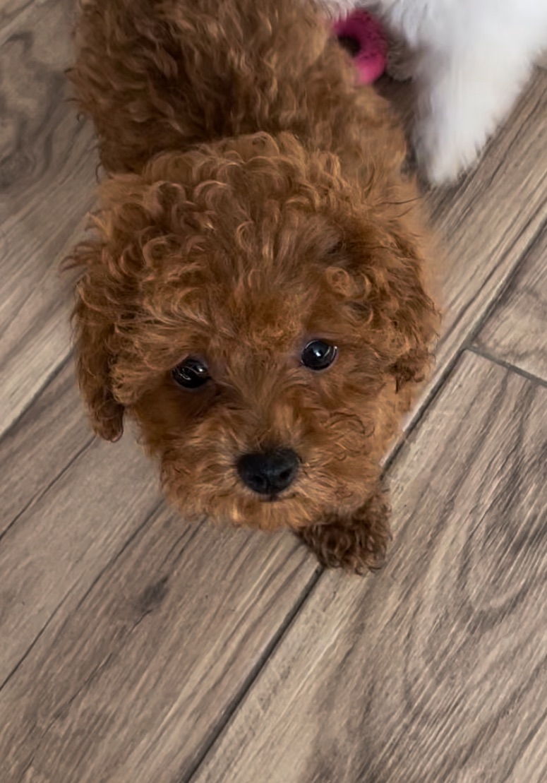 Той Пудель Ред Браун