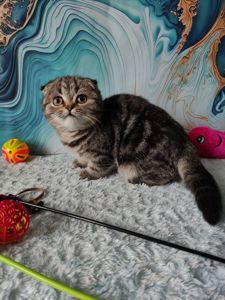 Шотландська висловуха дівчинка мармурове забарвлення