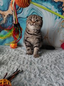 Шотландська висловуха дівчинка мармурове забарвлення