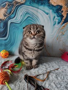 Шотландська висловуха дівчинка мармурове забарвлення